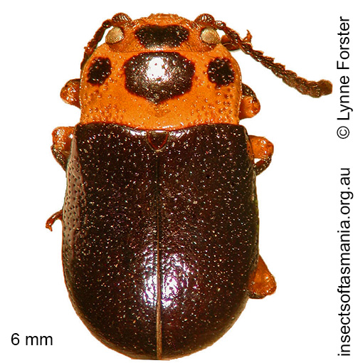 Species image