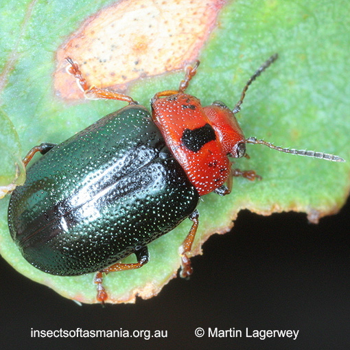 Species image