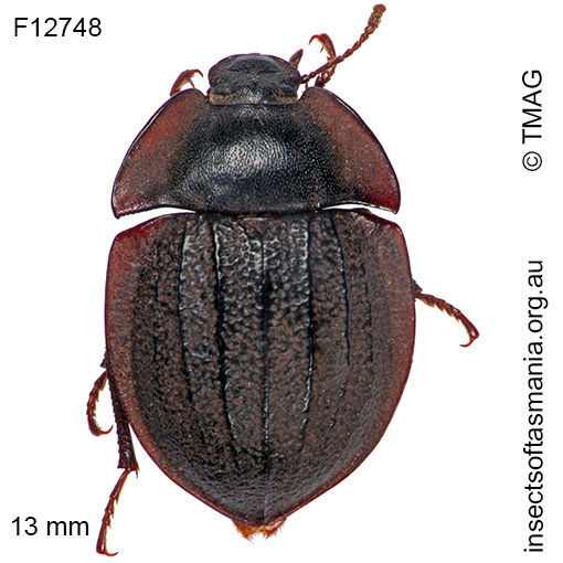 Species image