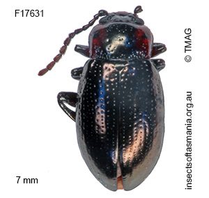 Chalcolampra thoracica