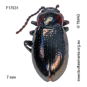 Chalcolampra thoracica