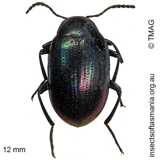 Species image