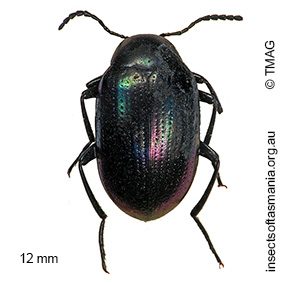 Chalcopteroides iridicolor