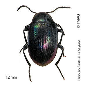 Chalcopteroides iridicolor