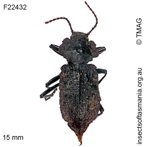 Species image