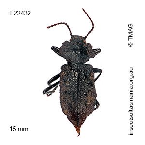 Coripera adamsi
