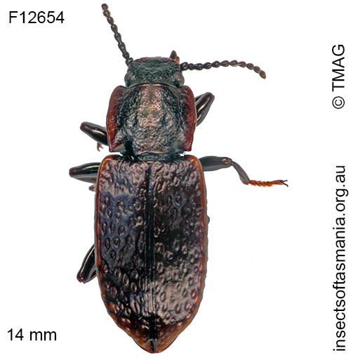 Species image
