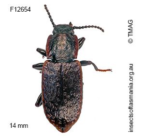 Coripera bistriata