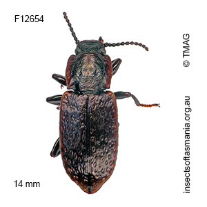 Coripera bistriata