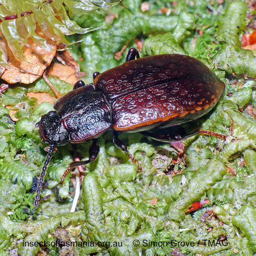 Species image
