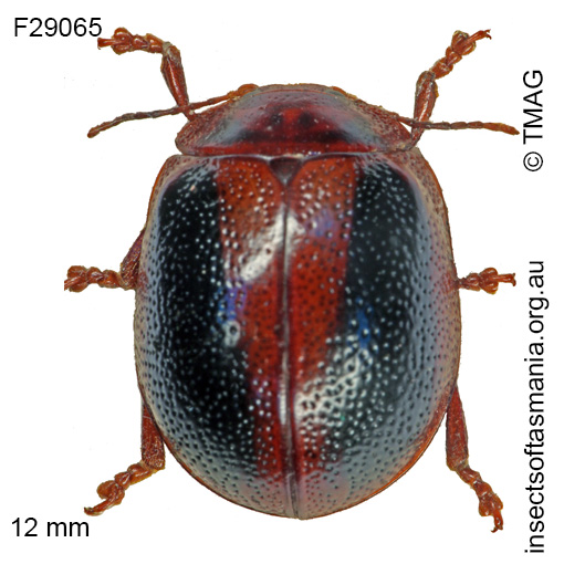 Species image