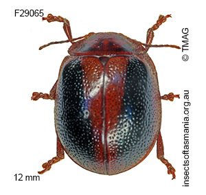 Dicranosterna immaculata