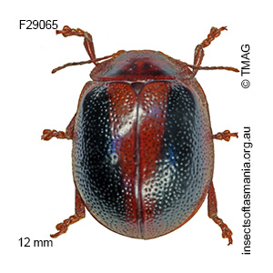 Dicranosterna immaculata