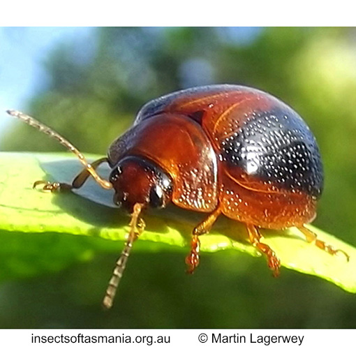 Species image
