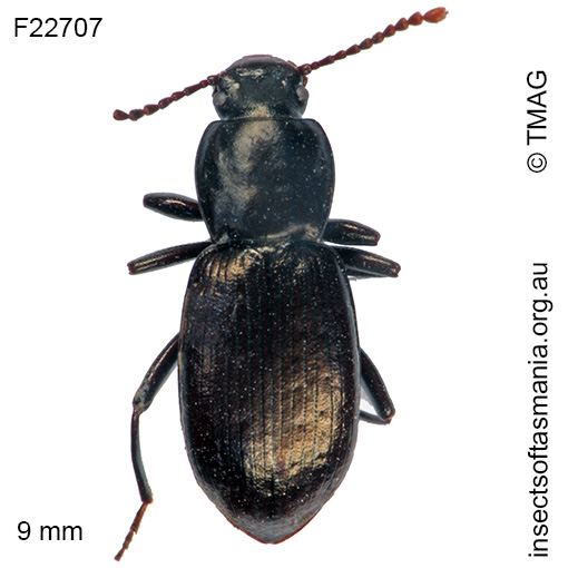 Species image