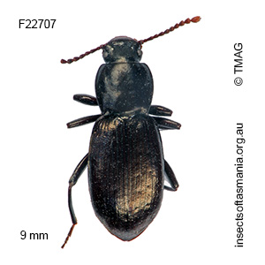 Diemenoma commoda