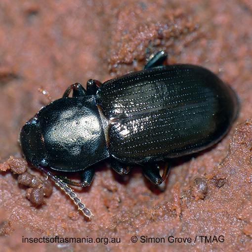 Species image