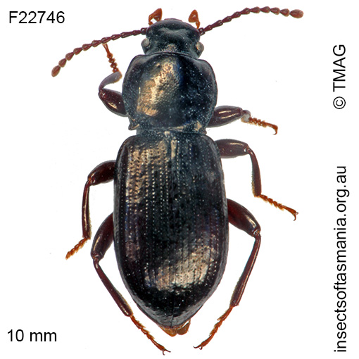 Species image