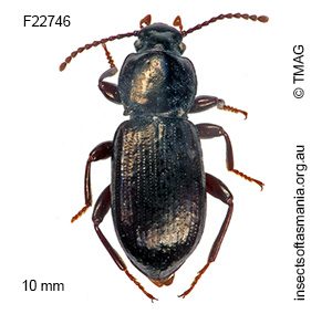 Diemenoma tuberculifera