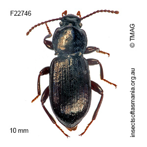 Diemenoma tuberculifera