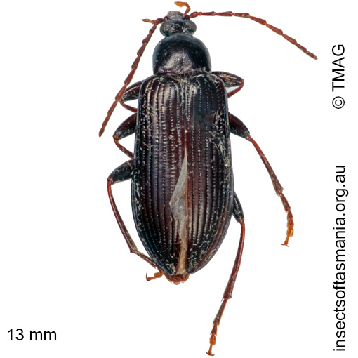 Species image