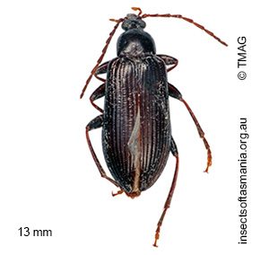 Dimorphochilus luctuosus