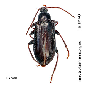 Dimorphochilus luctuosus