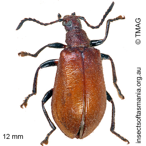 Species image