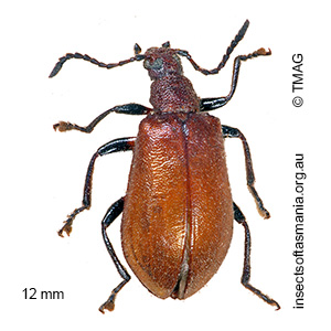 Ecnolagria rufescens