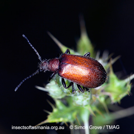 Species image