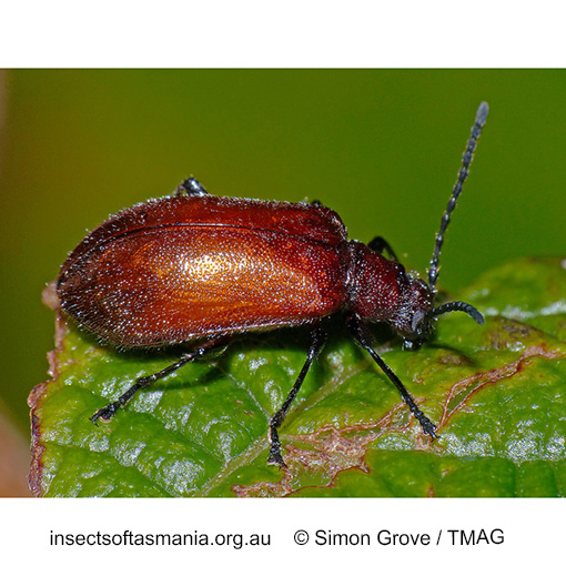 Species image