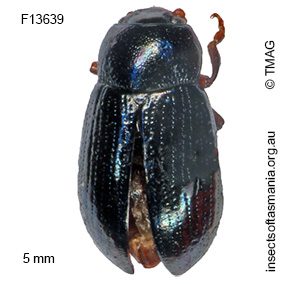 Ethomela parallela
