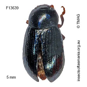 Ethomela parallela