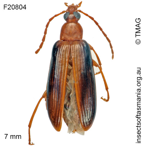 Species image