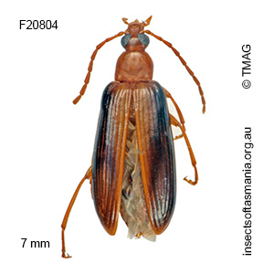 Euomma tasmanica