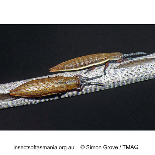 Species image