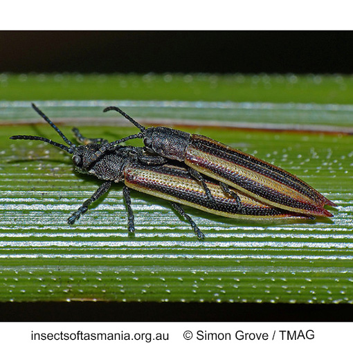 Species image