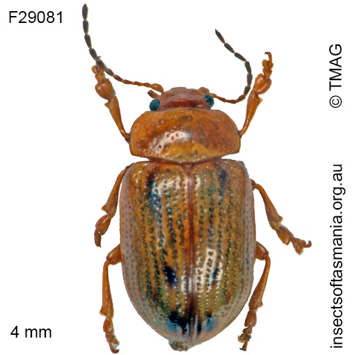 Species image