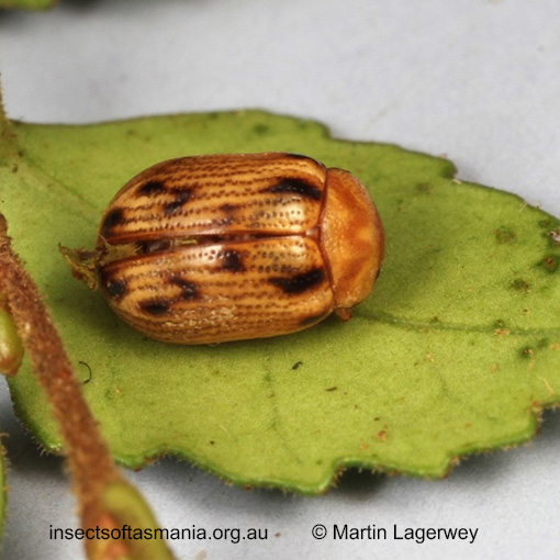 Species image