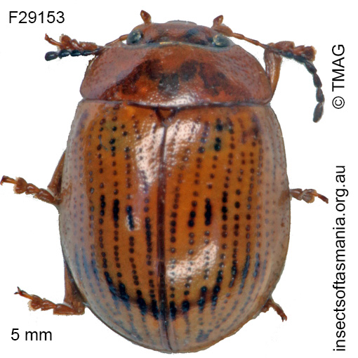 Species image