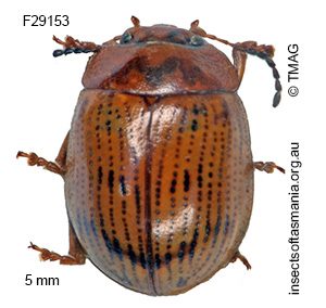 Faex venusta