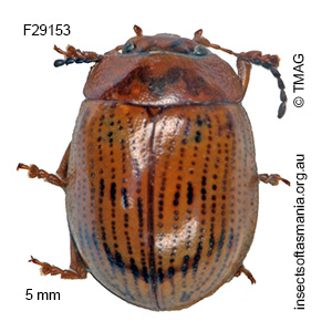 Faex venusta
