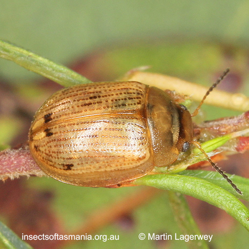 Species image