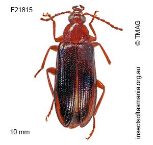 Homotrysis bicolor