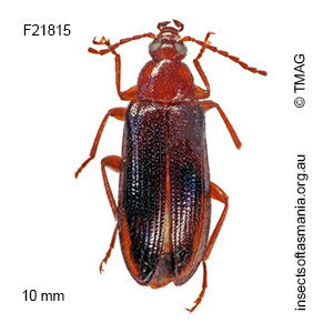 Homotrysis bicolor