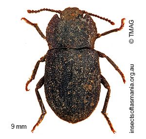 Isopteron obscurum
