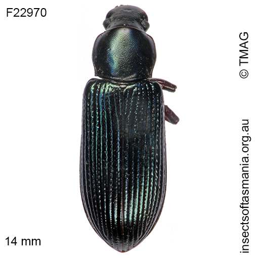 Species image