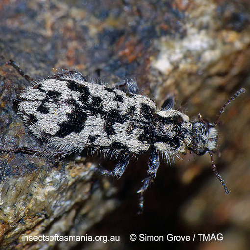 Species image