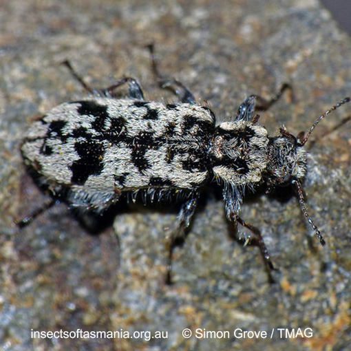 Species image