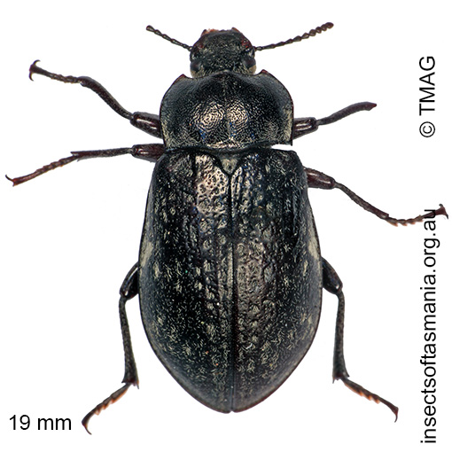 Species image